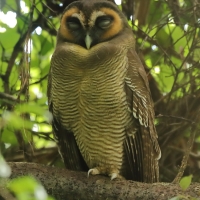 Ketupa bosonogaKetupa - eylonensis - Brown Fish Owl