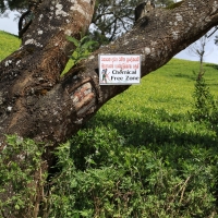 Plantacja herbaty.