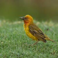 Wikłacz złotolicy - Malimbus capensis - Cape Weaver