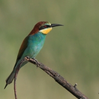 Żołna zwyczajna - Merops apiaster - European Bee-eater