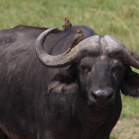 Bawół afrykański - Syncerus caffer - African buffalo