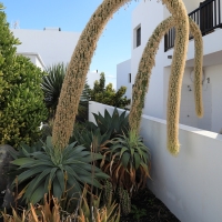 Punta Mujeres.