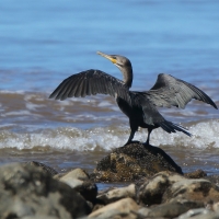 Kormoran oliwkowy - Neotropic Cormorant