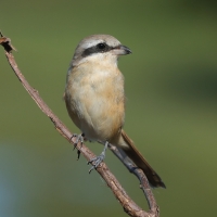 Dzierzba brązowa - Lanius cristatus - Brown Shrike