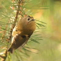 Mysikrólik - Regulus regulus - Goldcrest