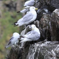 Mewa trójpalczasta - Rissa tridactyla - Black-legged Kittiwake