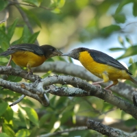 Wikłacz dwubarwny - Ploceus bicolor - Dark-backed Weaver