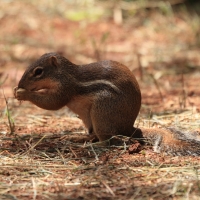 Berberyjka marokańska - Atlantoxerus getulus - Barbar ground squirrel