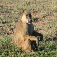 Pawian masajski - Papio cynocephalus - Yellow baboon