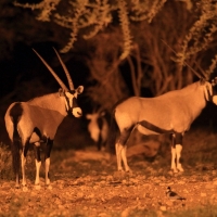 Oryks południowy - Oryx gazella - Gemsbok