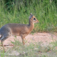 Dikdik sawannowy - Madoqua kirkii - Kirk's dikdik 