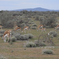 Skocznik antylopi - Antidorcas marsupialis - Springbok