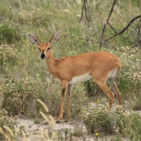 Antylopik zwyczajny - Raphicerus campestris - Steenbok