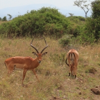 Impala zwyczajna - Aepyceros melampus - Impala