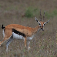 Gazelopka sawannowa - Eudorcas thomsonii - Thomson's gazelle