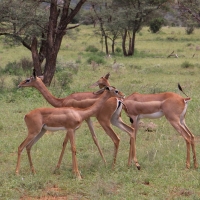 Gerenuk długoszyi - Litocranius walleri - Gerenuk