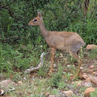 Dikdik sawannowy - Madoqua kirkii - Kirk's dikdik 