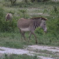 Zebra pręgowana - Equus grevyi - Grevy's zebra