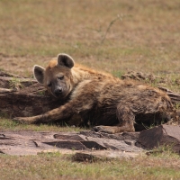 Krokuta cętkowana - Spotted hyaena