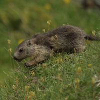 Świstak - Marmota marmota - Alpine marmot