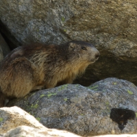 Świstak - Marmota marmota - Alpine marmot