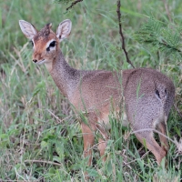 Dikdik sawannowy - Madoqua kirkii - Kirk's dikdik 