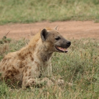 Krokuta cętkowana - Spotted hyaena