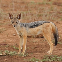Szakal  czaprakowy - Canis mesomelas - Black-backed Jackal