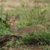 Dikdik sawannowy - Madoqua kirkii - Kirk's dikdik 