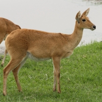 Ridbok - Redunca redunca - Bohor reedbuck