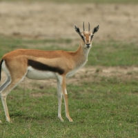 Gazelopka sawannowa - Eudorcas thomsonii - Thomson's gazelle
