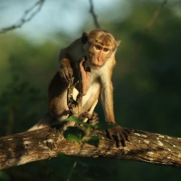 Makak rozczochrany - Macaca sinica - Toque macaque