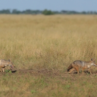 Wilk złoty - Canis lupaster - African golden wolf
