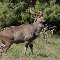 Niala górska - Tragelaphus buxtoni - Mountain nyala