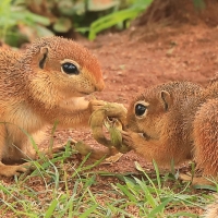 Afrowiewiorka gładka - Xerus rutilus - Unstriped ground squirrel