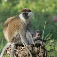 Kotawiec zielonosiwy - Chlorocebus aethiops - Grivet monkey