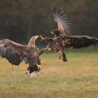 Bielik - Haliaeetus albicilla - White-tailed Sea Eagle