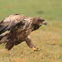 Bielik - Haliaeetus albicilla - White-tailed Sea Eagle