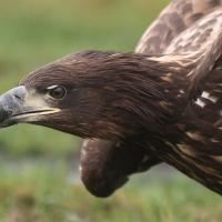 Bielik - Haliaeetus albicilla - White-tailed Sea Eagle
