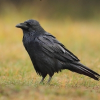 Kruk - Corvus corax - Common Raven