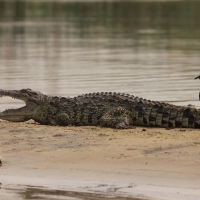 Krokodyl nilowy - Crocodylus niloticus - Nile crocodile