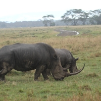 Nosorożec czarny - Diceros bicornis - Black rhinoceros