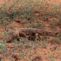 Waran stepowy - Varanus exanthematicus - Savannah monitor