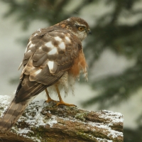 Krogulec - Eurasian Sparrowhawk