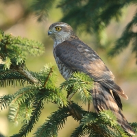 Krogulec - Eurasian Sparrowhawk