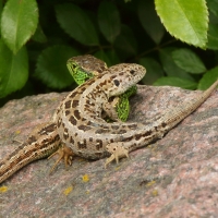 Jaszczurka zwinka - Lacerta agilis - Sand lizard