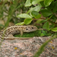 Jaszczurka zwinka - Lacerta agilis - Sand lizard