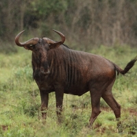 Gnu pręgowane - Connochaetes taurinus - Blue wildebeest
