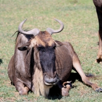 Gnu pręgowane - Connochaetes taurinus - Blue wildebeest