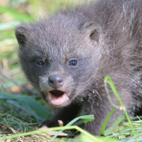 Jenot azjatycki - Nyctereutes procyonoides - Raccoon dog